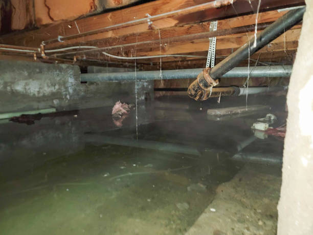 Best Water damage cleanup near me  in Lawnton, PA